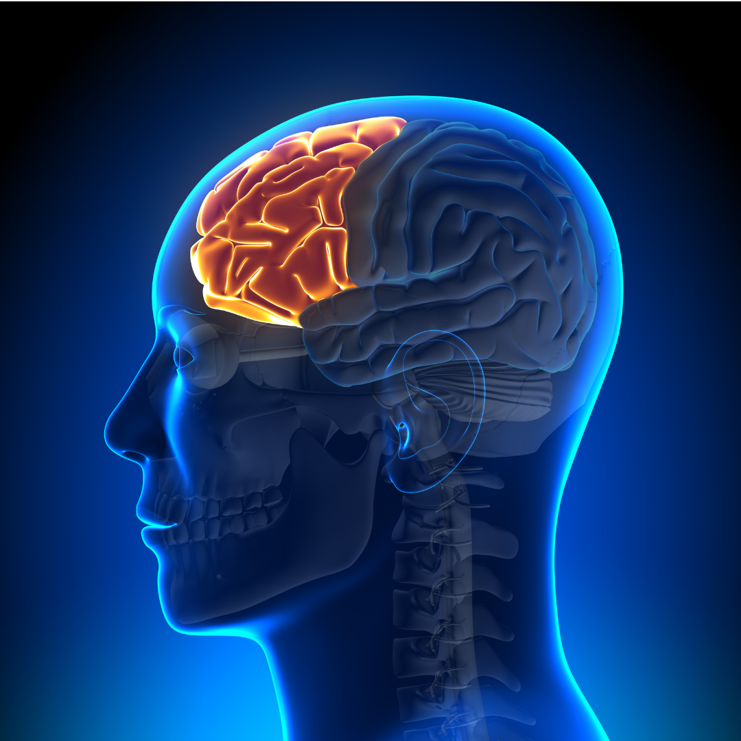 A diagram of where the prefrontal cortex is in the brain.